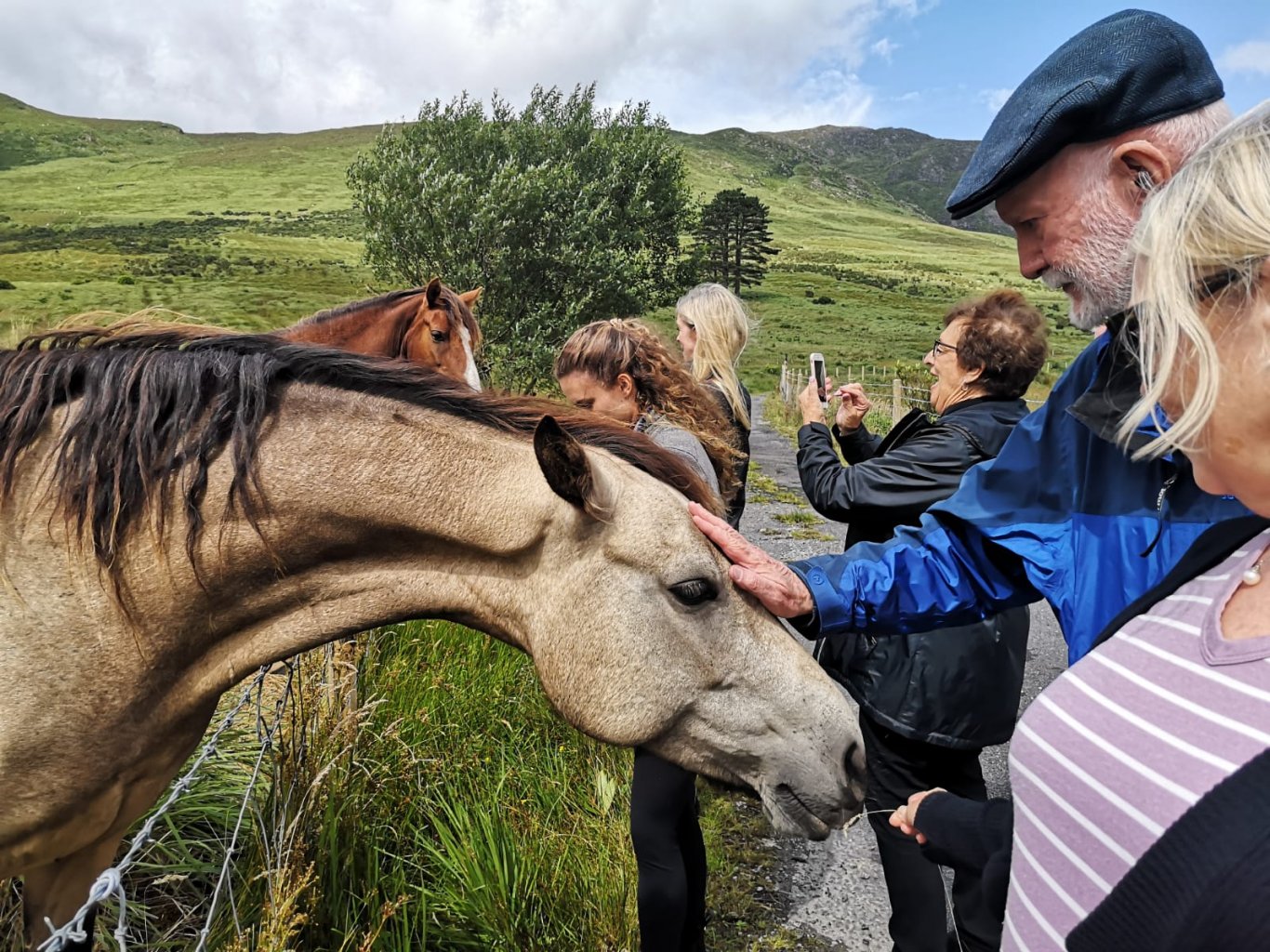 Tour guests feed and pet a Connemara pony in Ireland