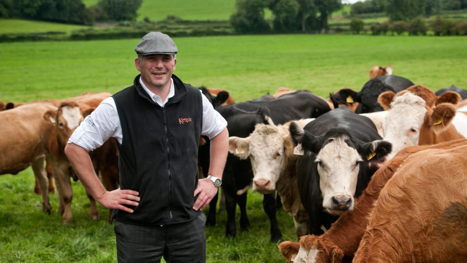 Cows and cattle in a green field with farmer in Ireland