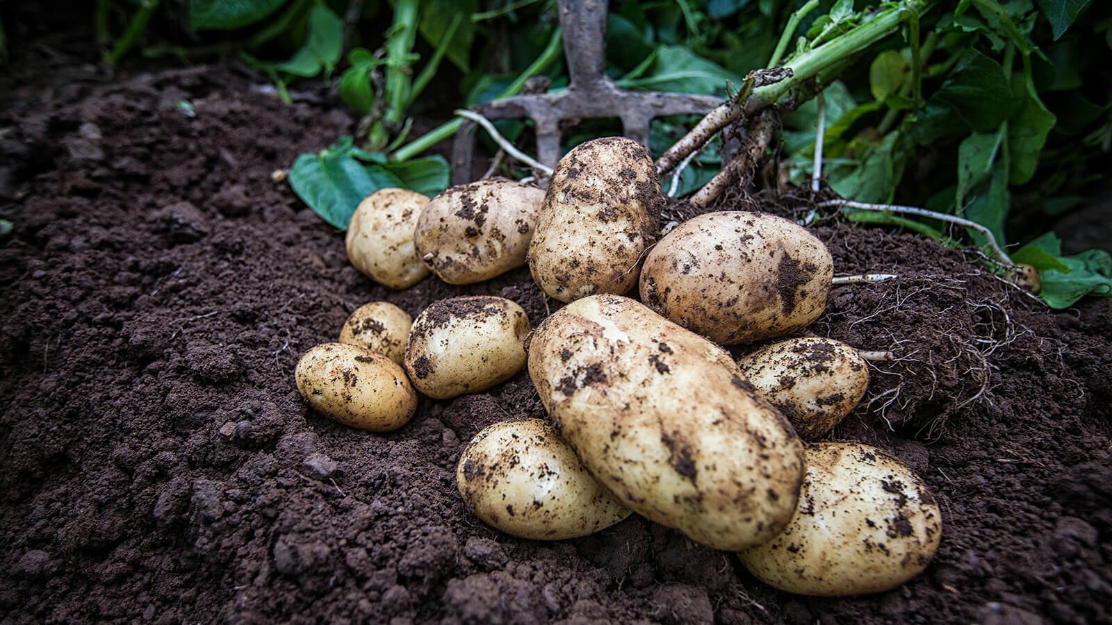 Freshly dug potatoes in Ireland