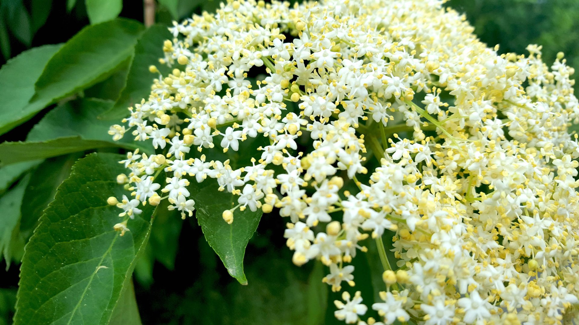 The Irish wildflower, Elder flower