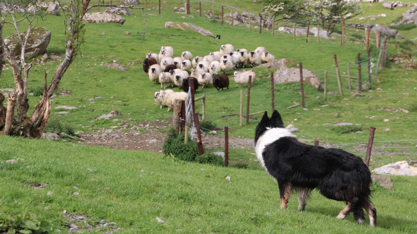 Sheepdog looking at flock of sheep in Ireland