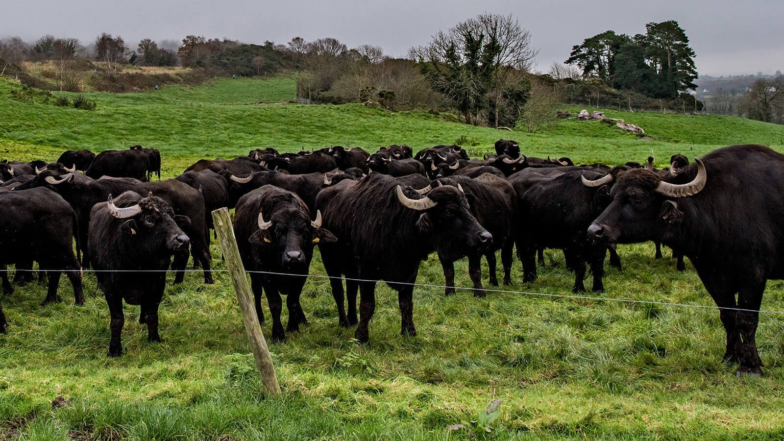 Herd of water buffalo in Ireland