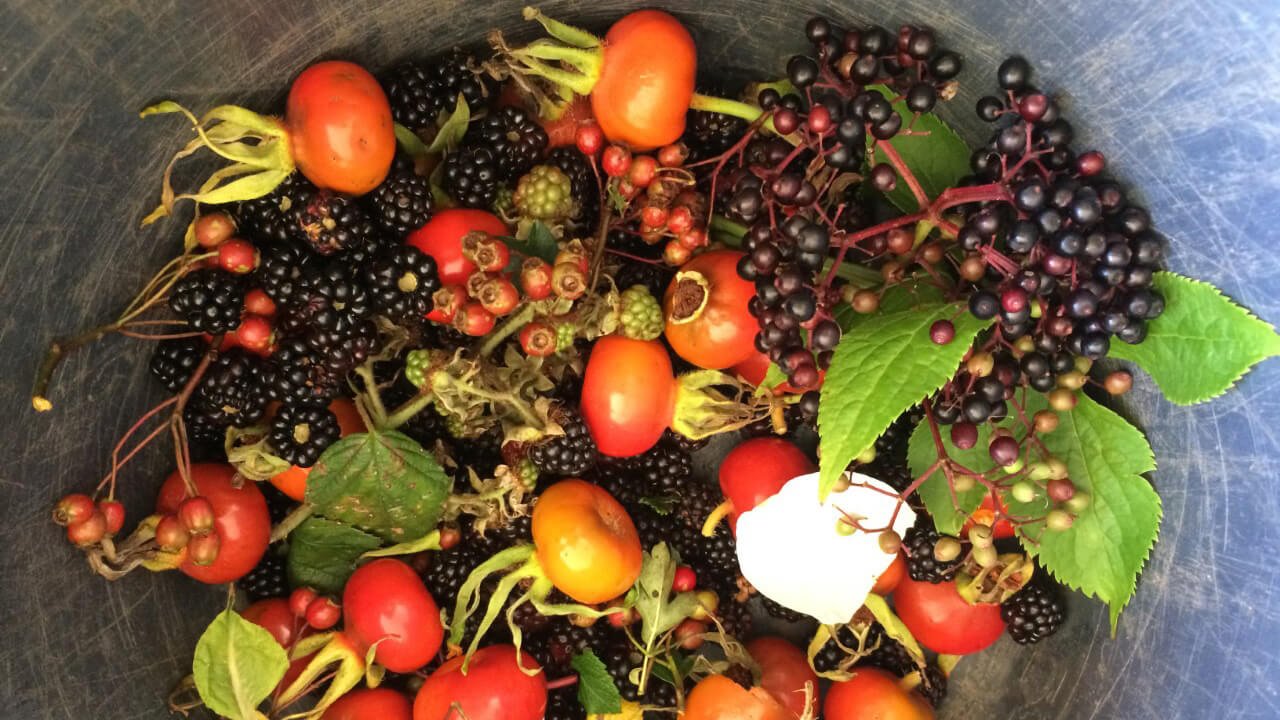 A collection of wild foods delights including berries and rosehips foraged  from hedgerows in Ireland