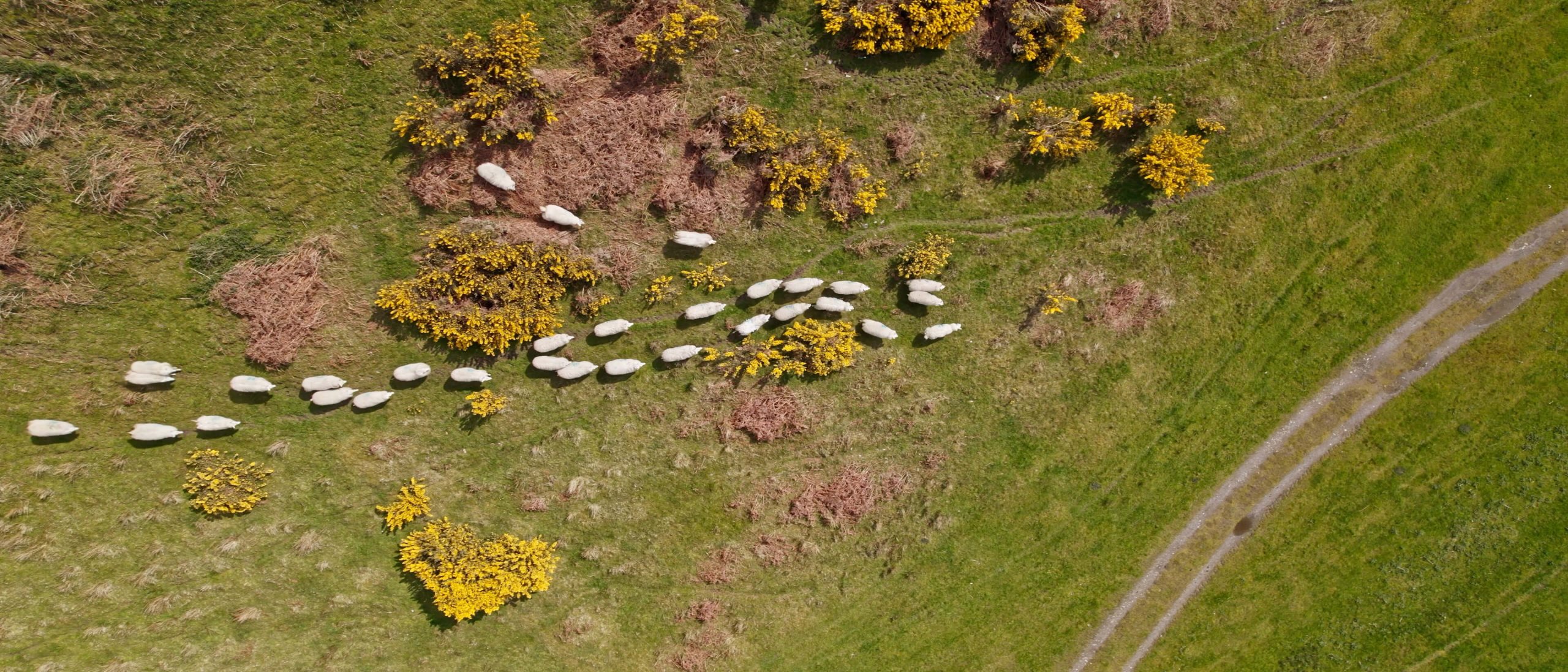 a herd of sheep running through a field