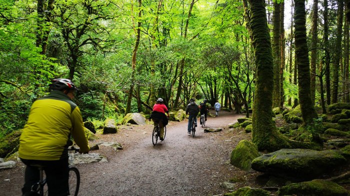 Vagabond guests cycling through ancient woodlands in Killarney National Park
