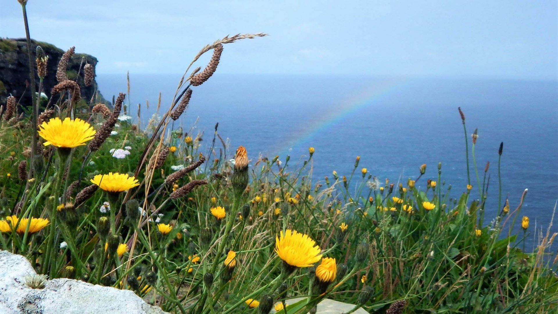 Rainbow hits the Cliffs of Moher in the background while yellow wildflowers grow amongst grass in the foreground, Ireland