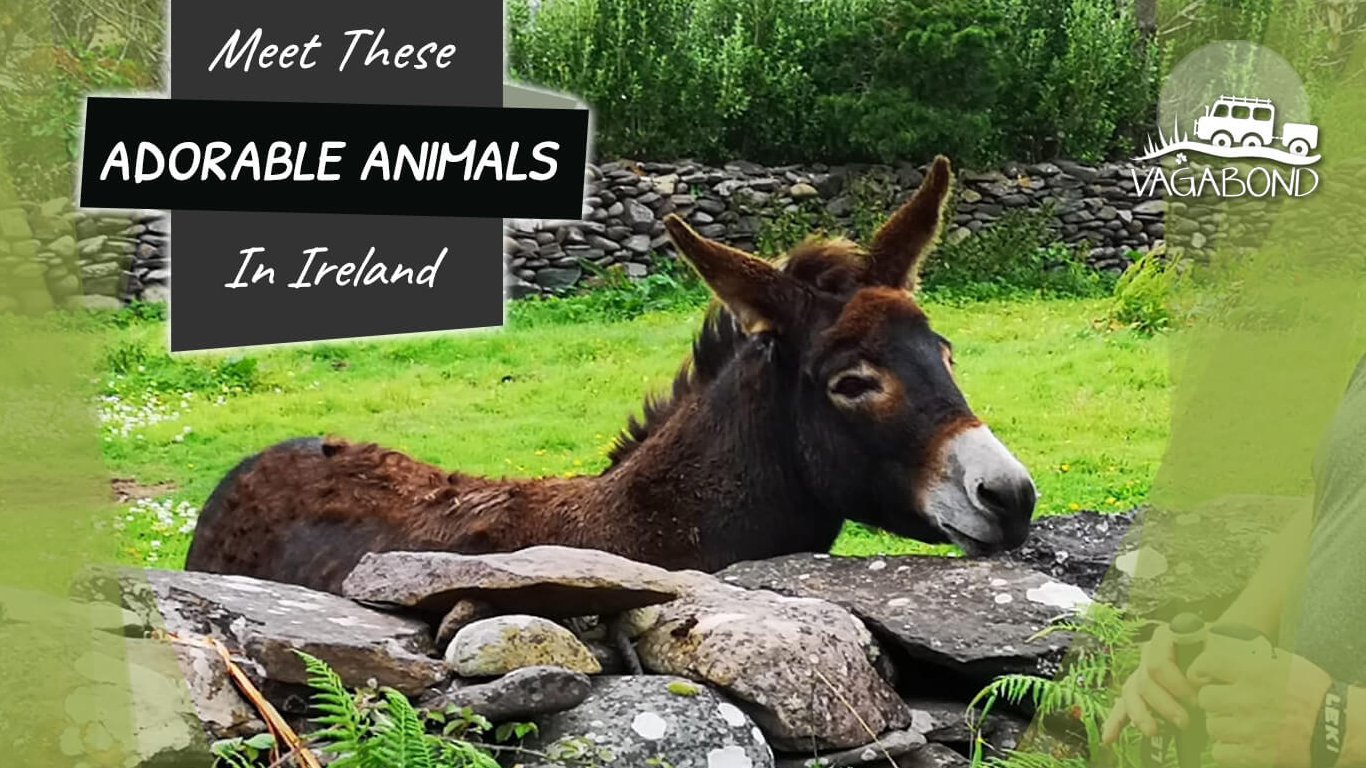 Meet these Adorable Animals in Ireland blog feature image with cute donkey