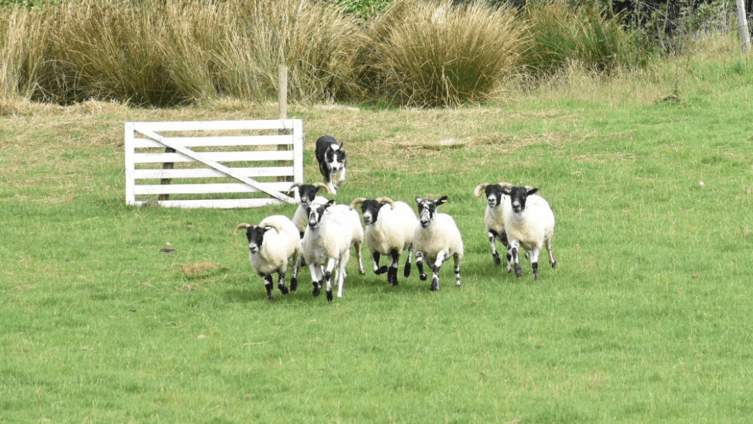 A sheepdog demonstration with sheep being herded by sheepdog