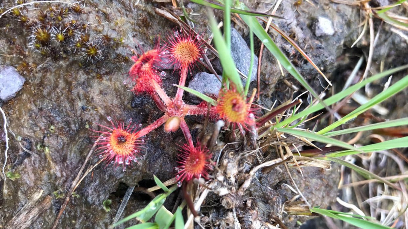 Sundew plant in Ireland