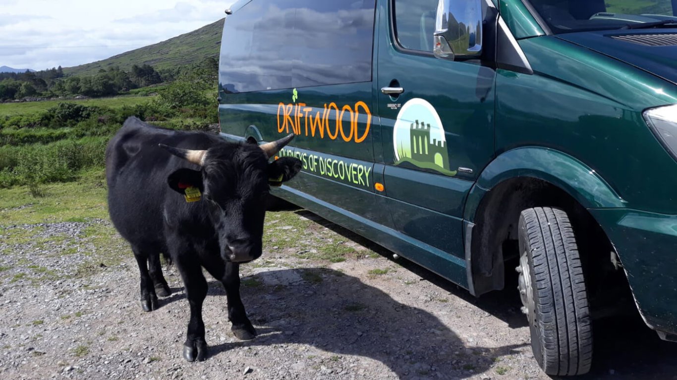 Bull or cow beside Driftwood tour vehicle in Ireland