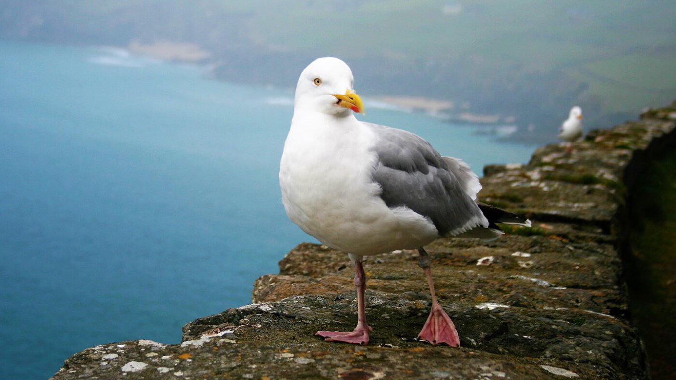 Seagull on Slea Head in Ireland