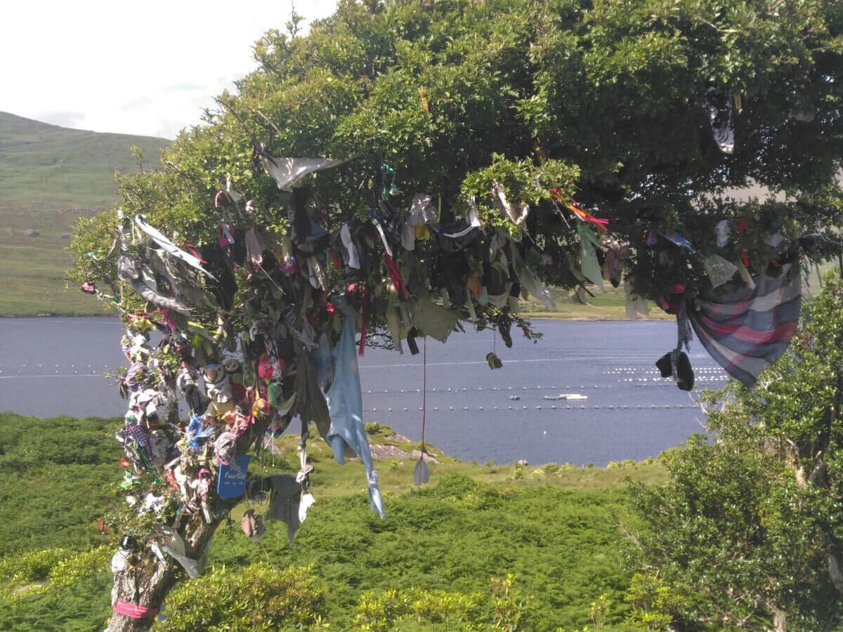 The famous rag hawthorn tree of Killary Harbour