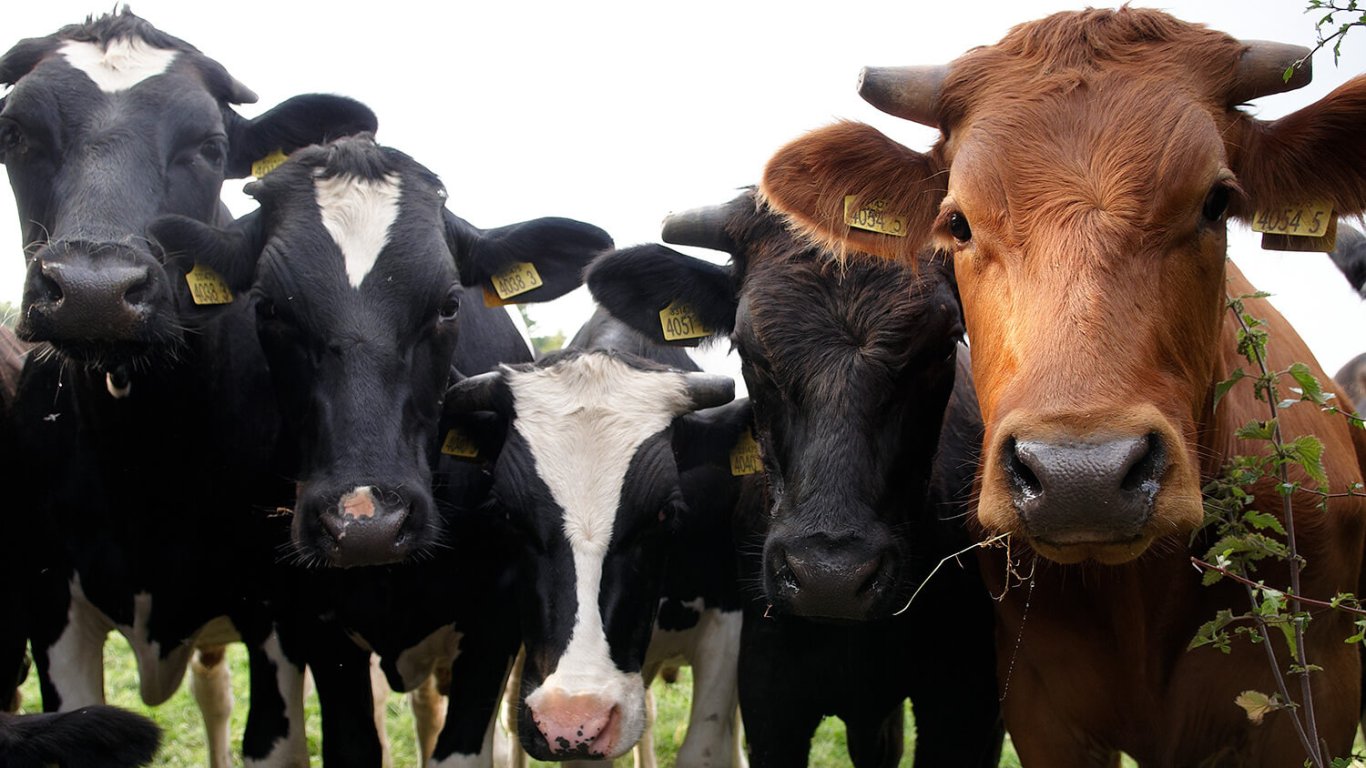 Cows in scenic landscape in Ireland