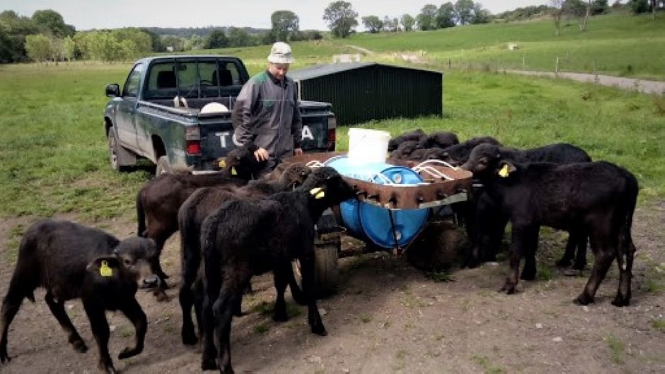 feeding cows in ireland