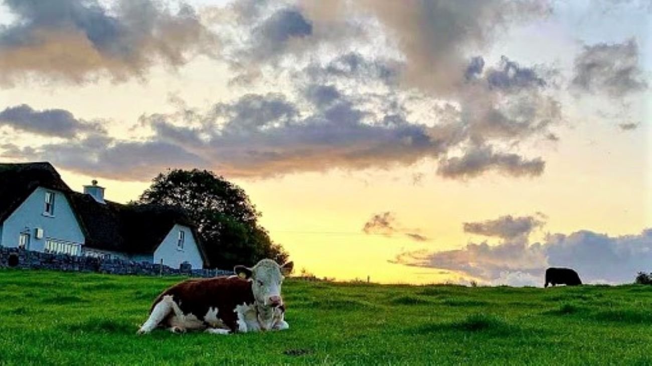 cow in a field in ireland