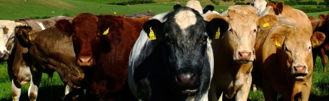 Cows on a farm in Ireland