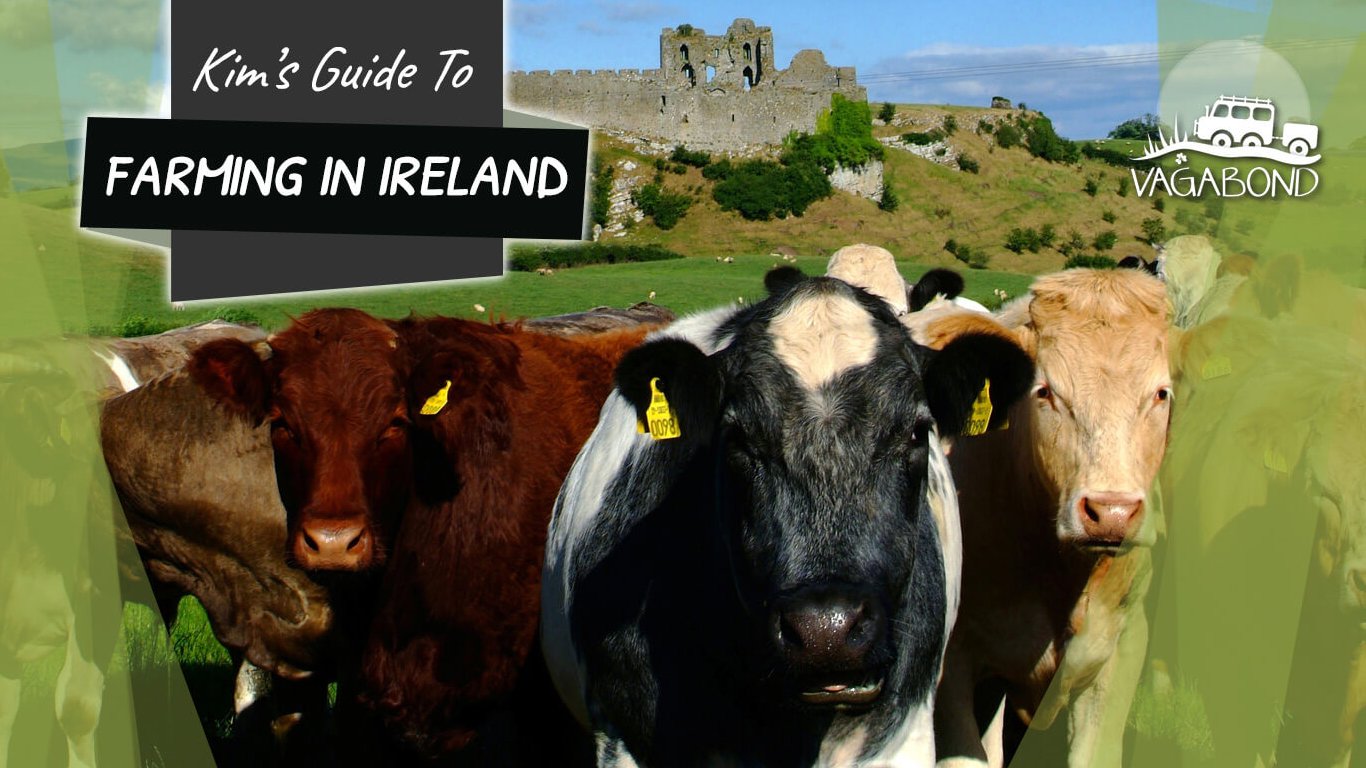 Cows on a Farming in Ireland blog share image