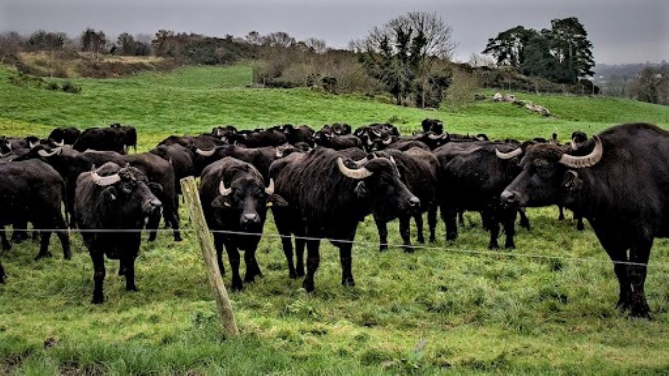 Buffalo in Ireland