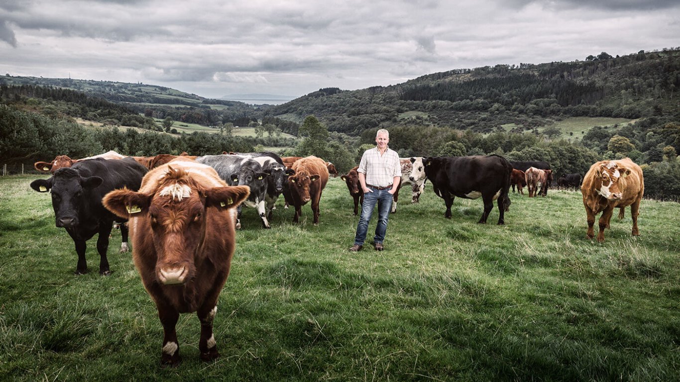 Cows in a field in Ireland
