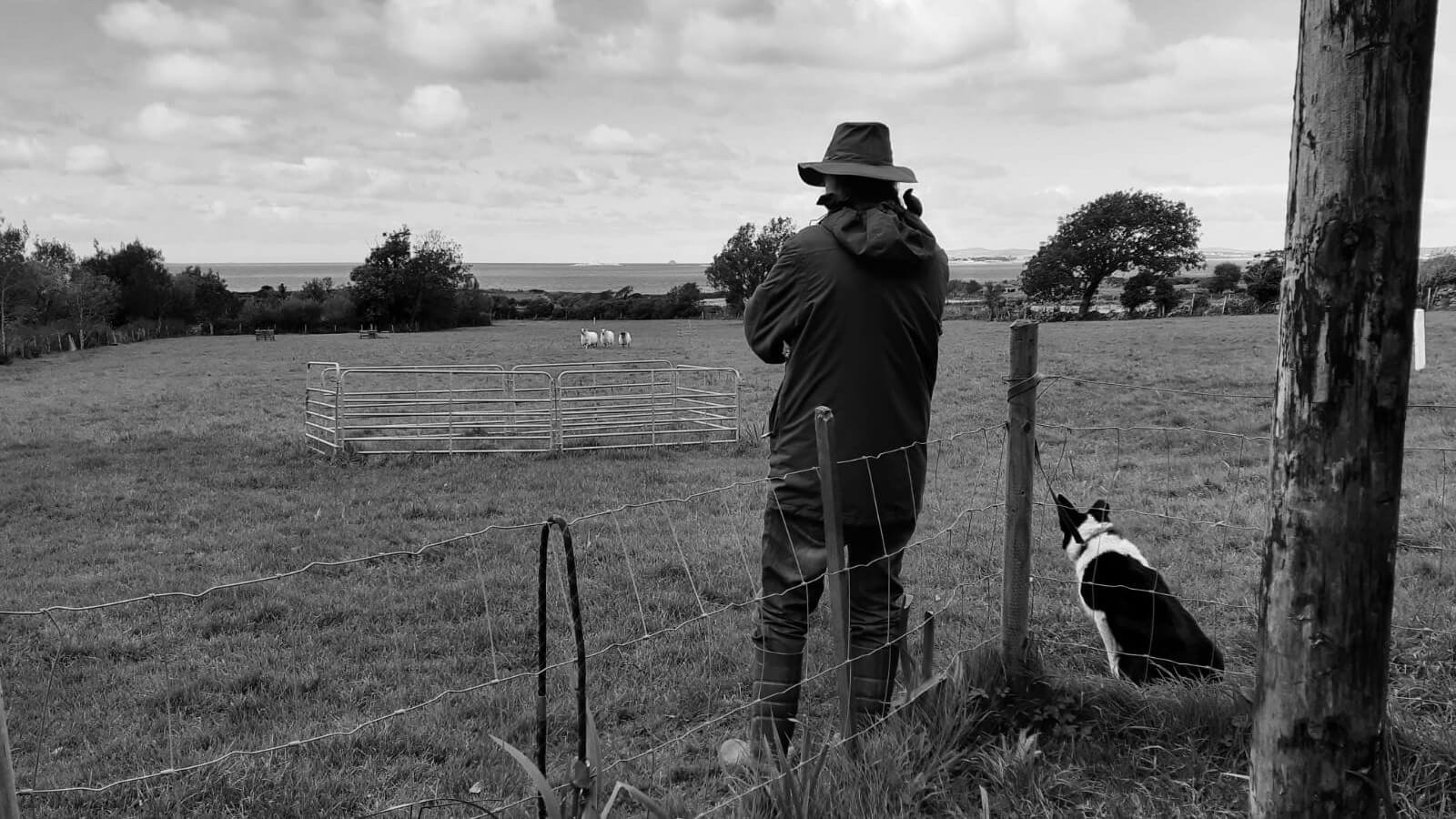 farmer and sheep dog. west kerry sheep farm