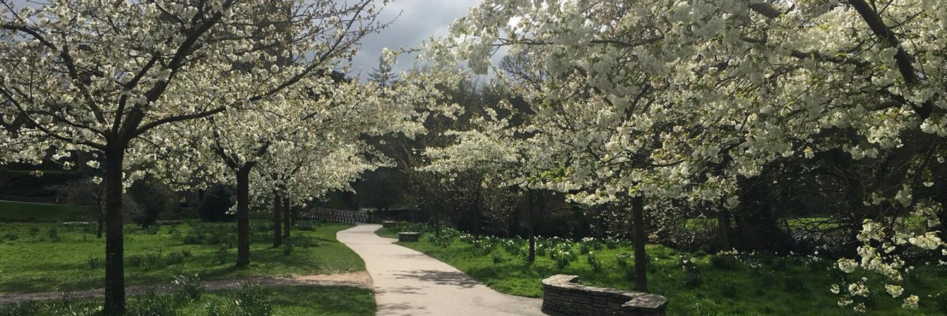 Blarney blossom trees in Ireland