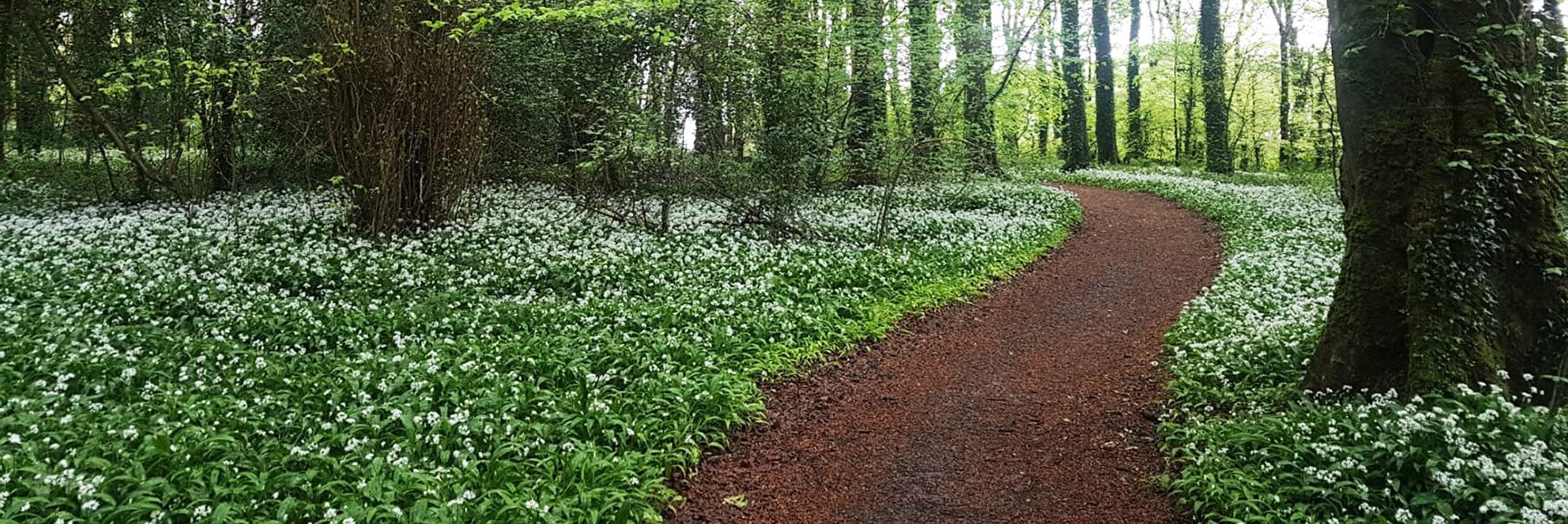 A pathway through a forest with daisies growing either side of the path