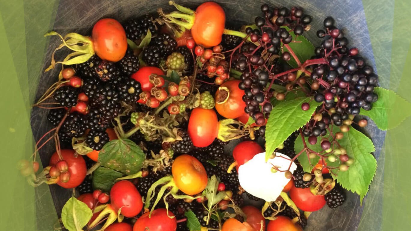Wild foraged fruits and berries from Ireland