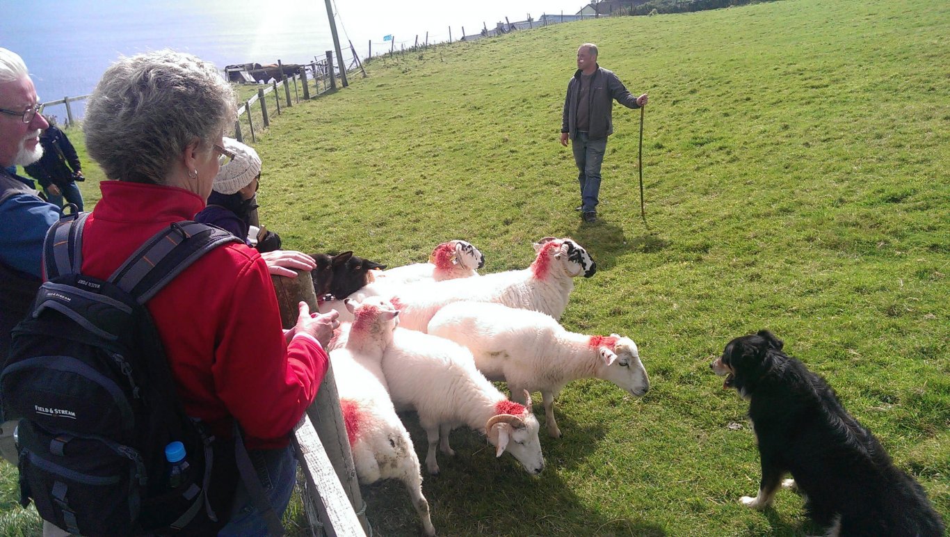 Crowd of people watch farmer with sheepdog and flock of sheep in Ireland