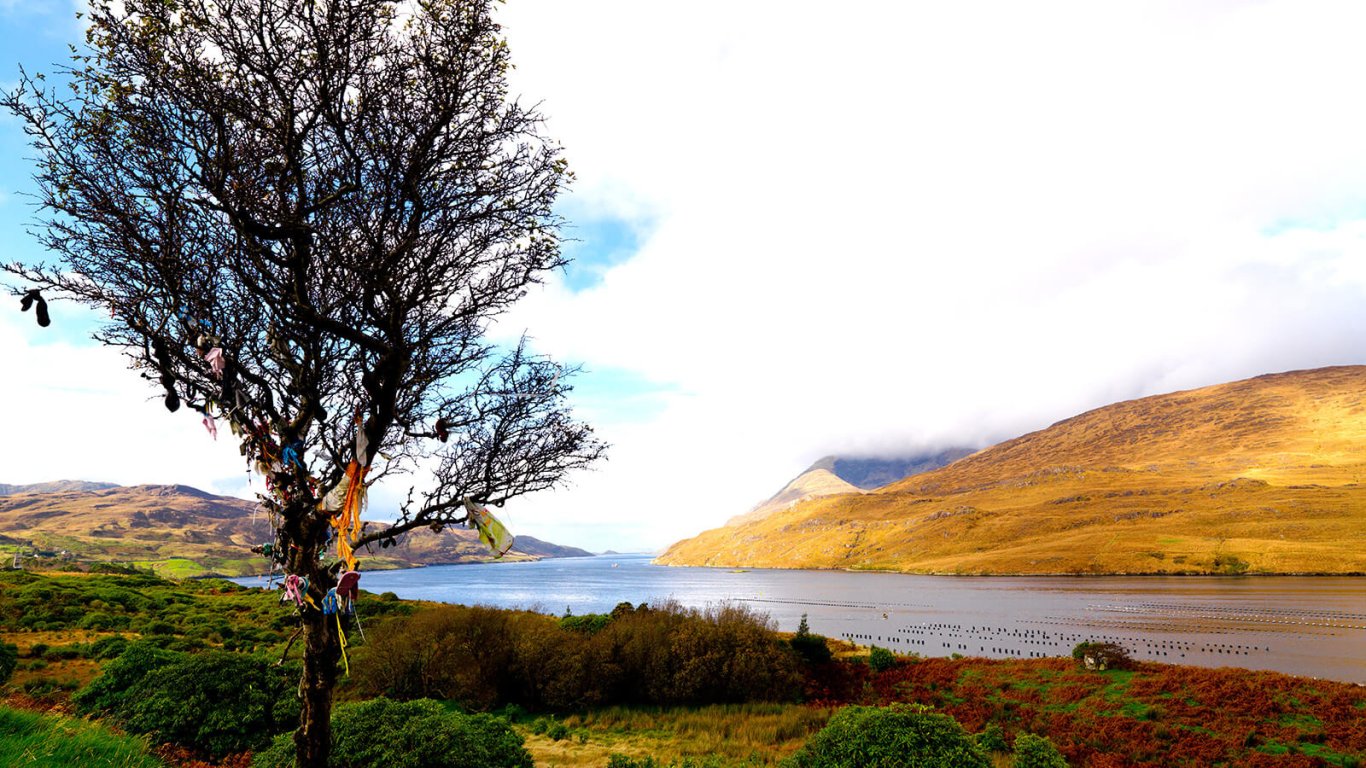 Fairy tree in Killary harbour, Connemara