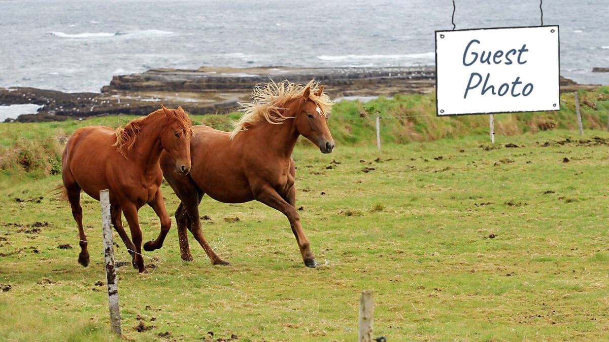 Two horses galloping through a green field in Ireland