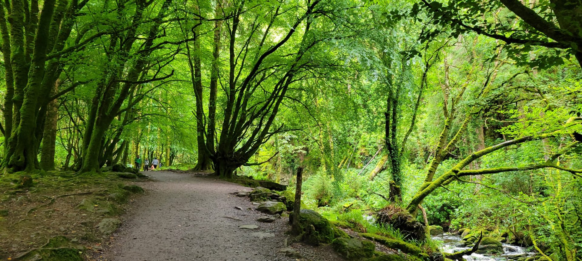 A path through trees in the forest