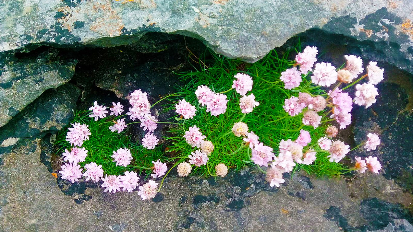 Sea thrift growing between the rocks in the Burren 