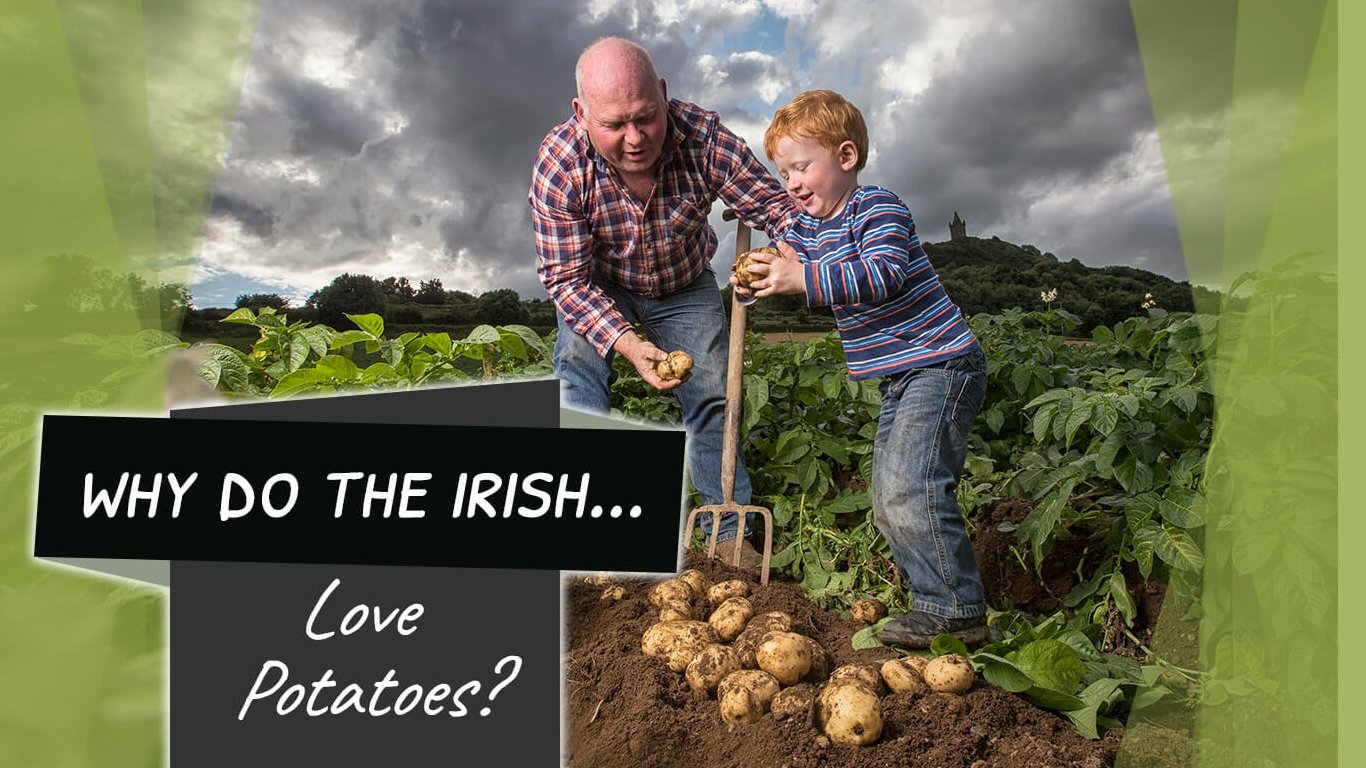 Man and boy digging potatoes