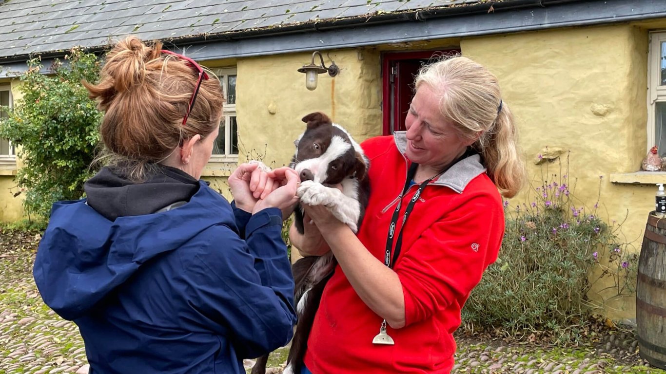 West Kerry's Bridget introduces a sheepdog on a 7 Day Ireland tour