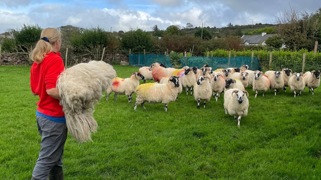 West Kerry's Bridget with her flock of sheep and some woollen fleece