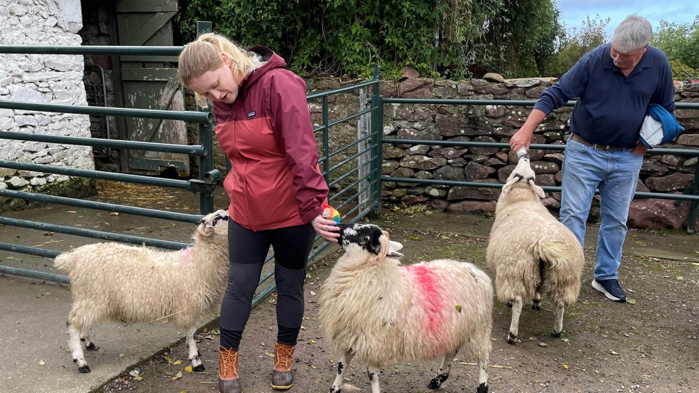Feeding the sheep on a 7 day Ireland tour