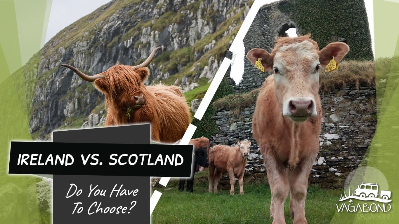 Blog Share image of Ireland and Scotland Tours with cows