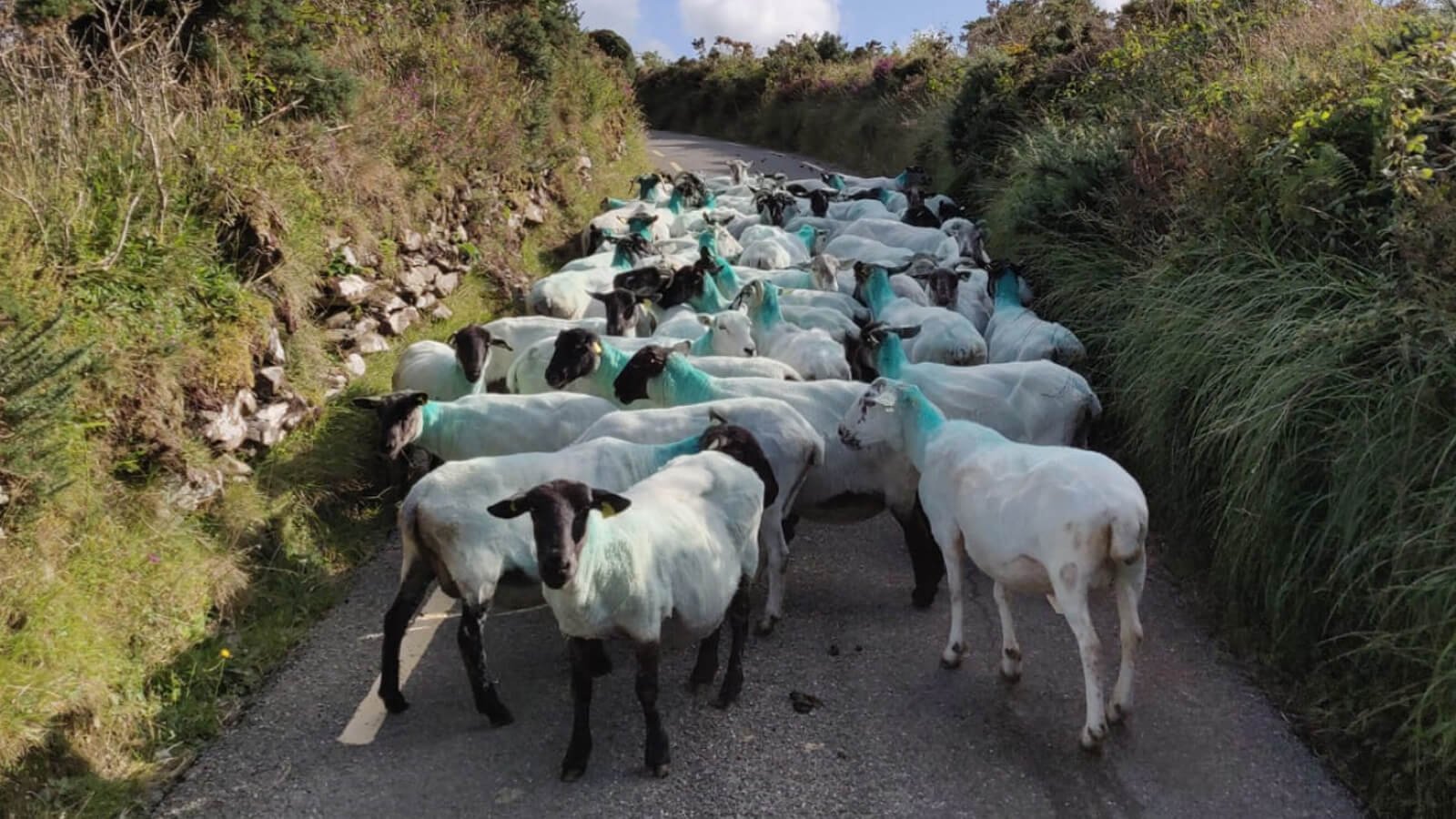 Flock of sheep on a road in Ireland