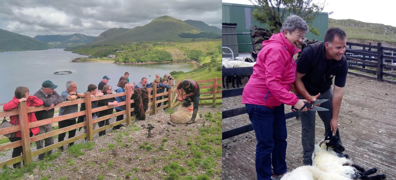 Shearing sheep at Tom Nee's farm