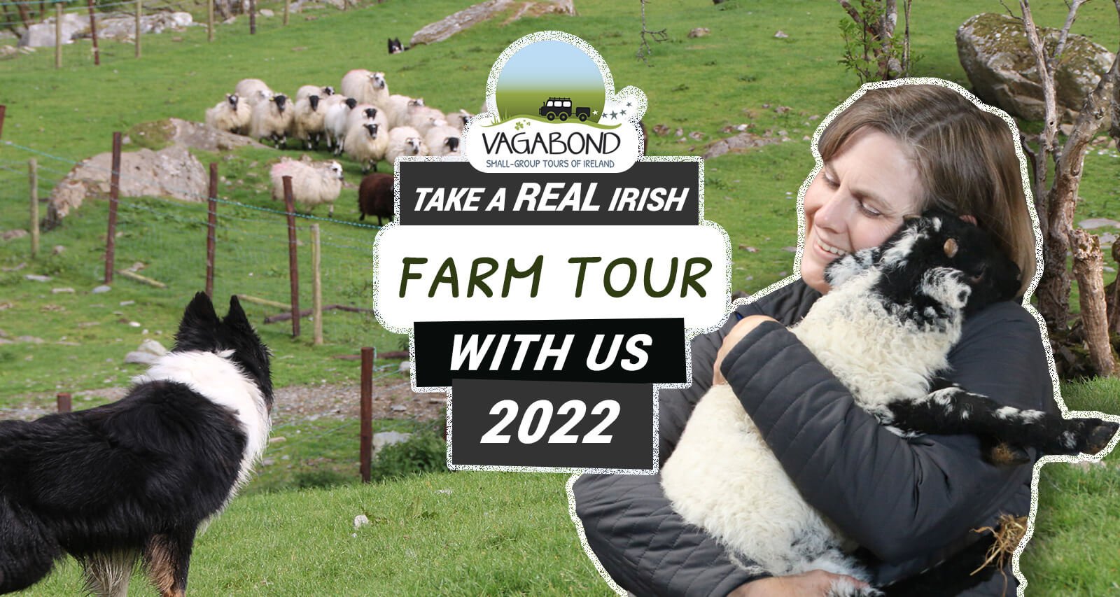 sheep farm tour dublin