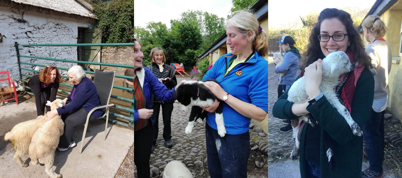 Sheep farm tour scenes with Vagabond Tours of Ireland