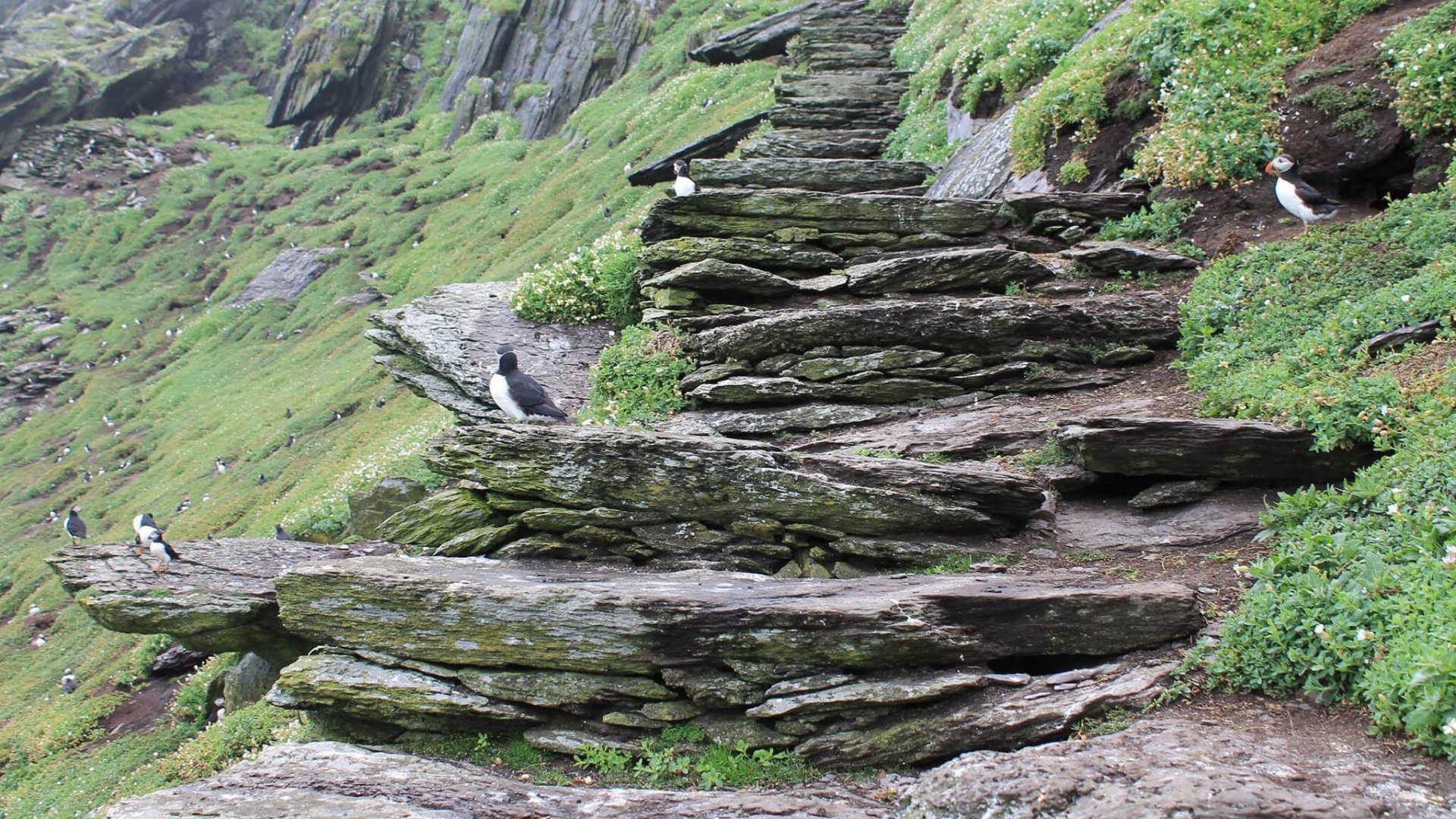 Puffins standing near the rough stone steps on Skellig Michael Island in Ireland