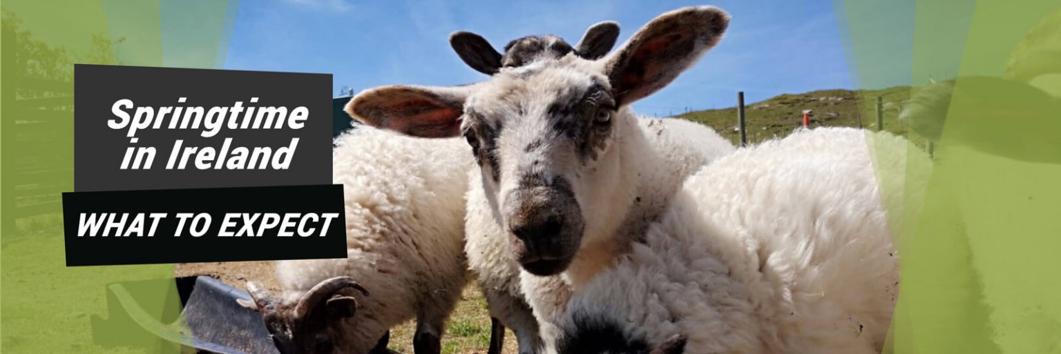 Des agneaux au printemps en Irlande