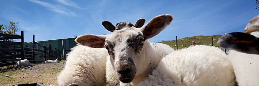 Some fluffy lambs with blue sky