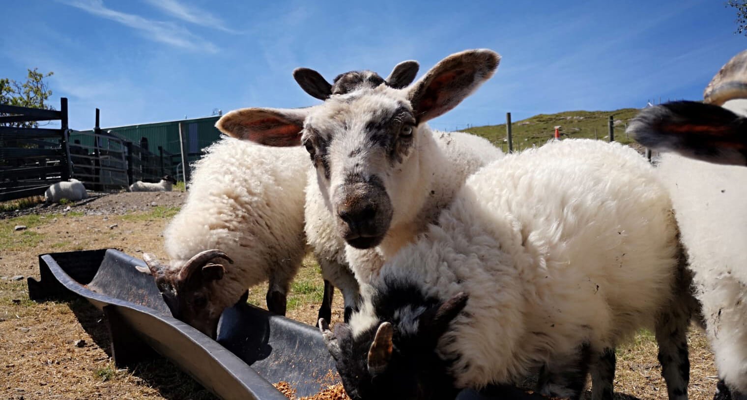 Spring lambs in Ireland