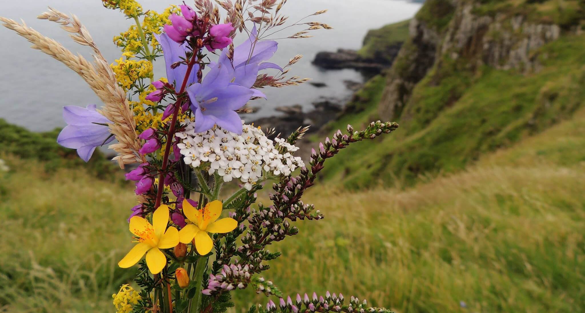 Spring wildflower bunch in Irish landscape