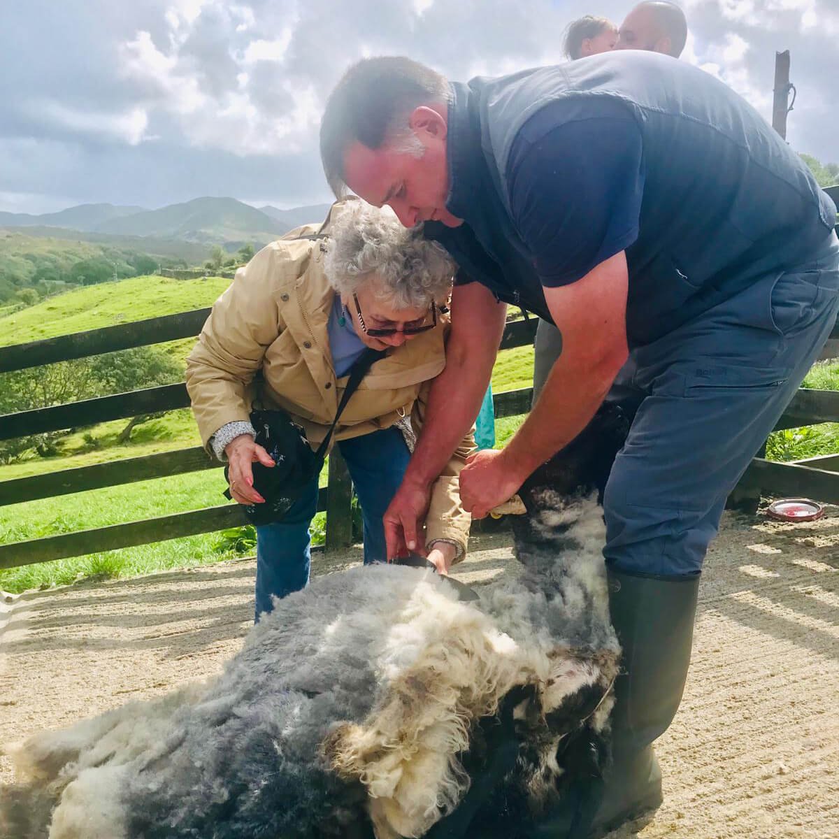 Sheep farmer with tour guest during summer in Ireland