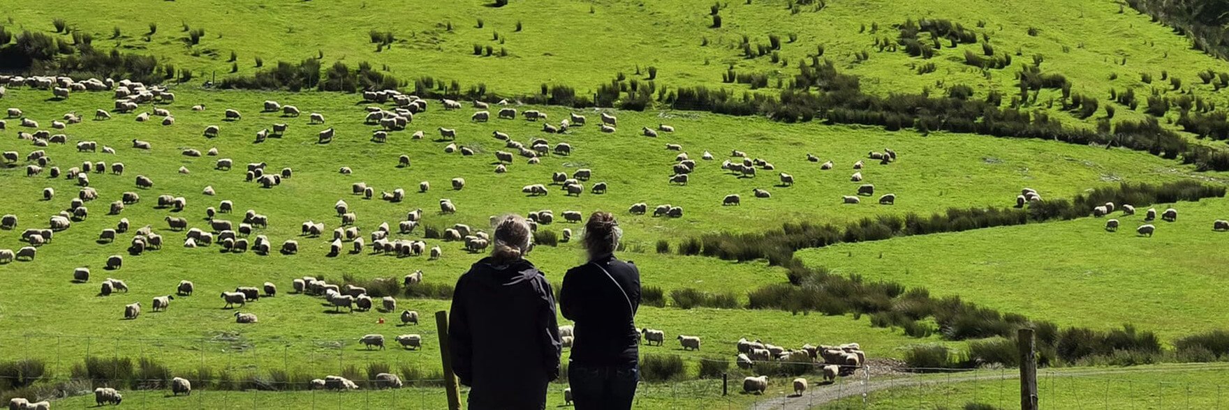 Two figures viewed from behind while they are standing looking at a green field in Ireland with sheep in it