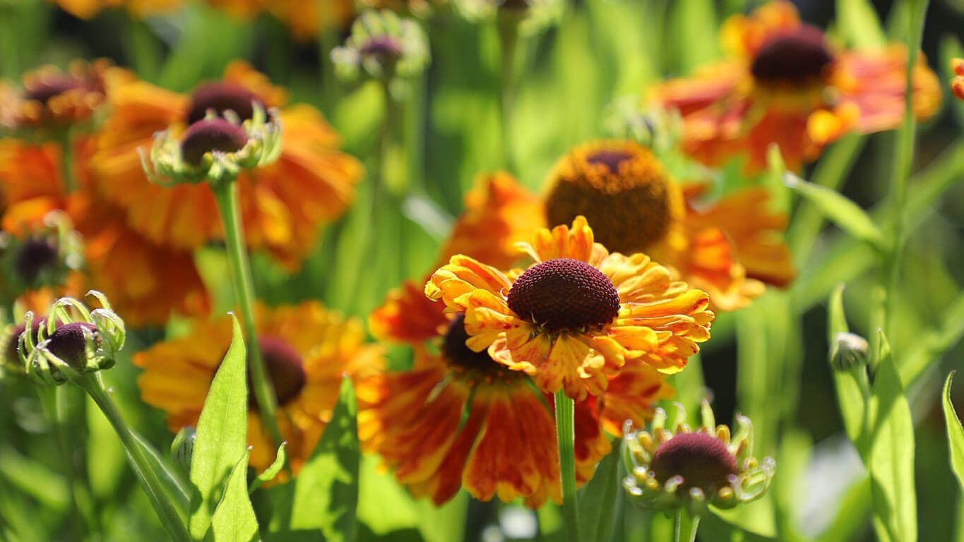 Colourful orange flowers in Ireland