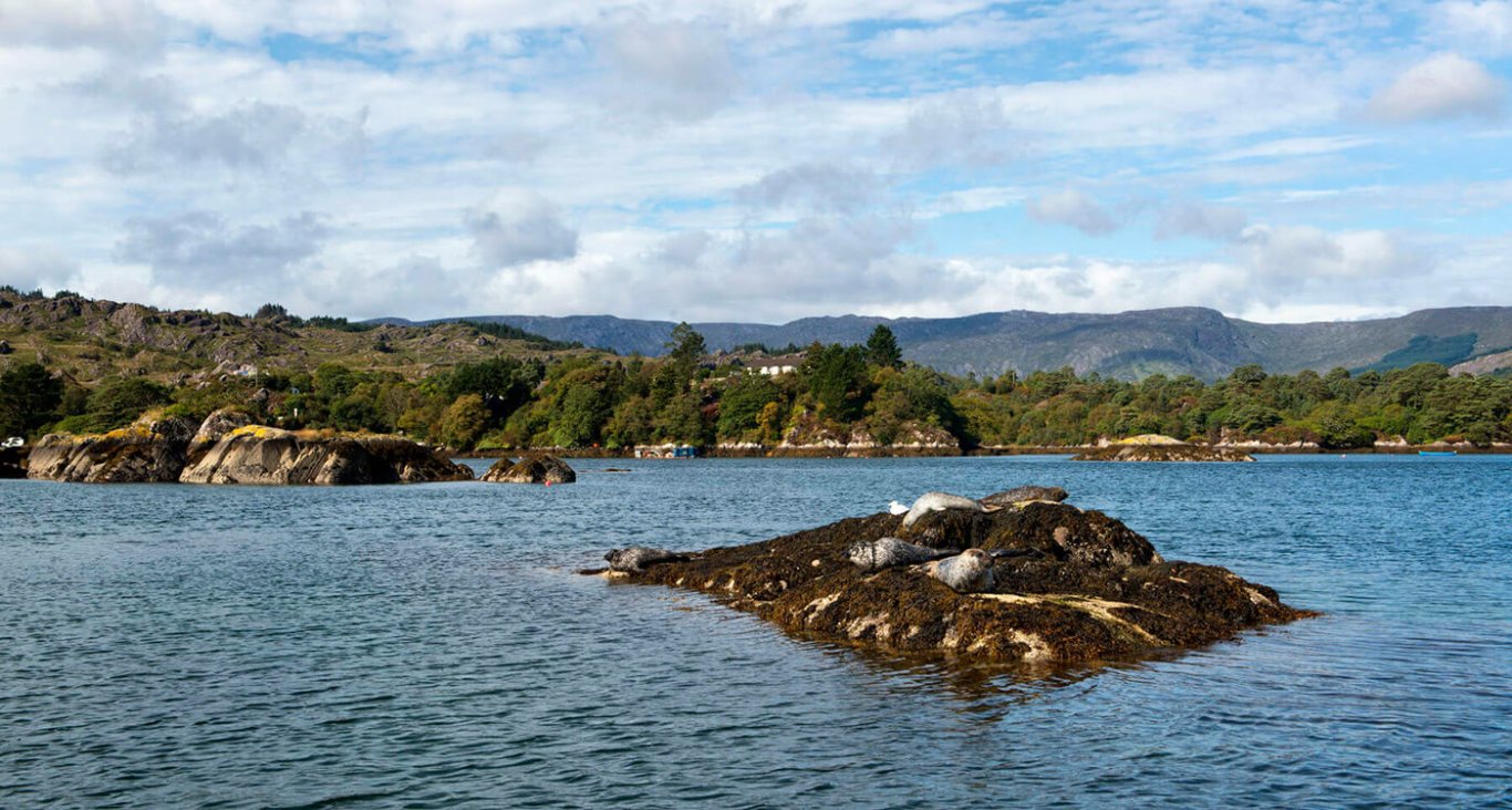 A group of seals lying on a tiny island on the way to Garnish Island